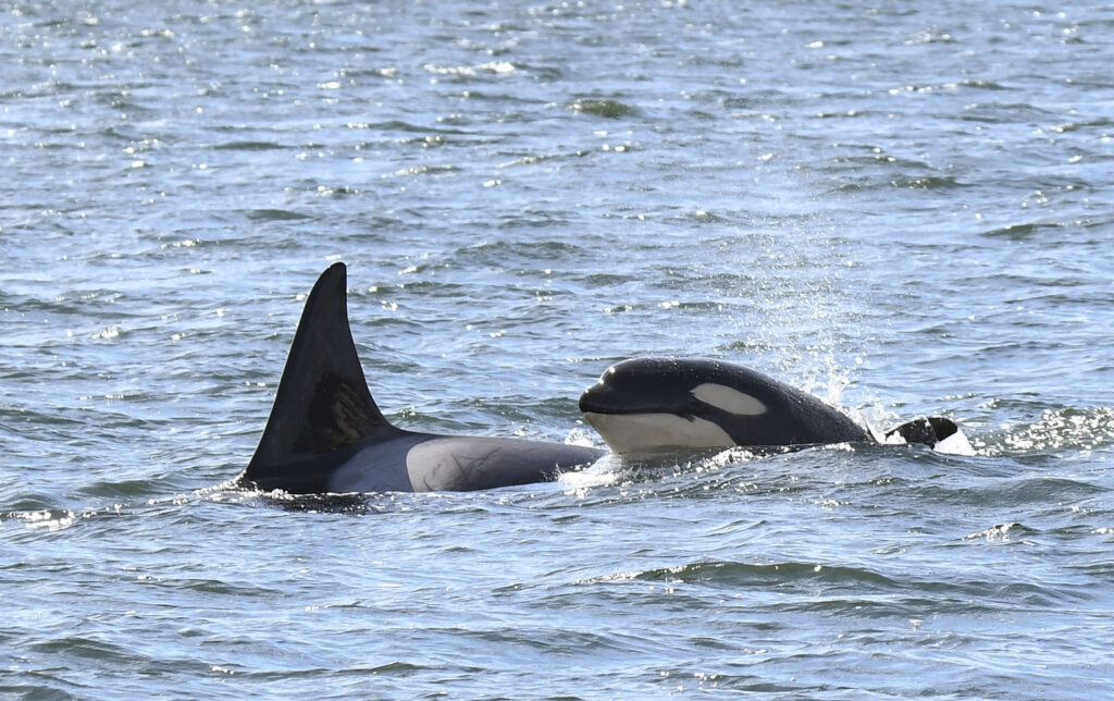 orcas gabriola island