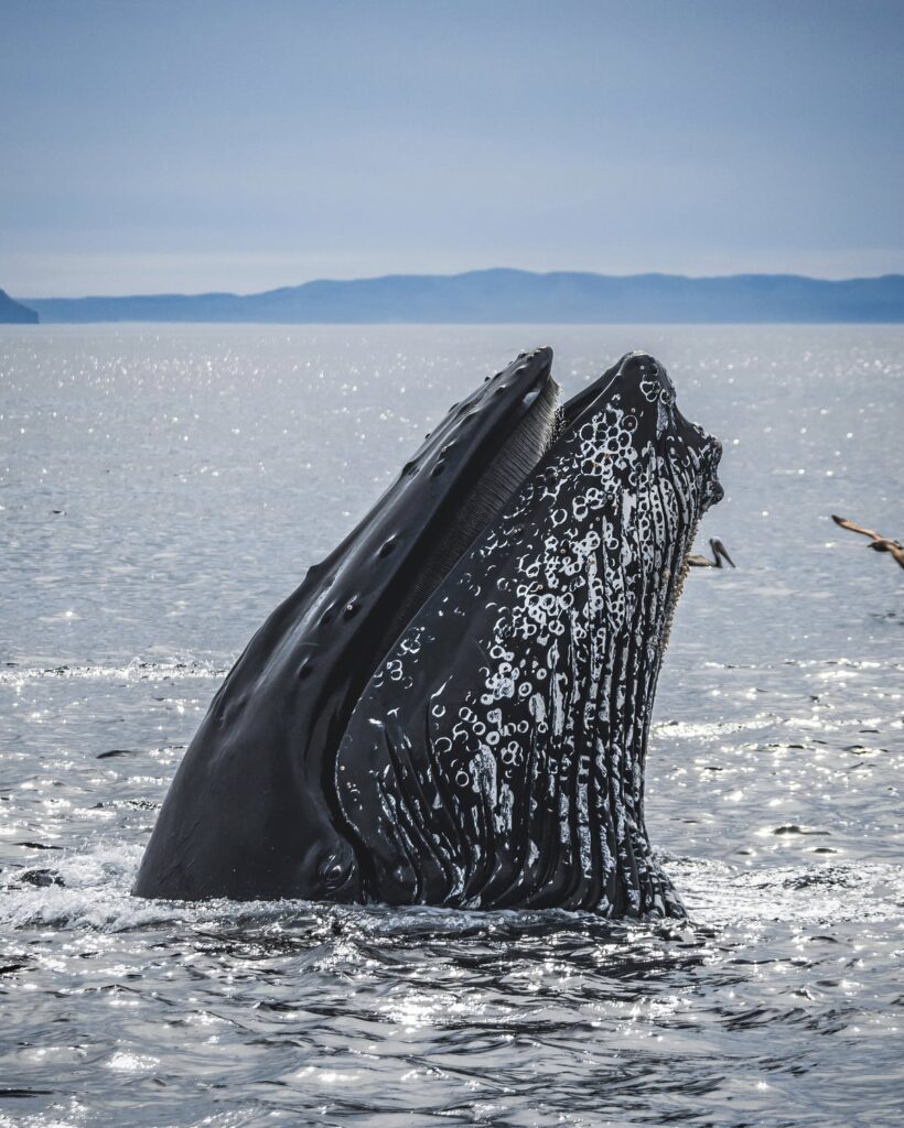 whale watching gulf island seaplanes