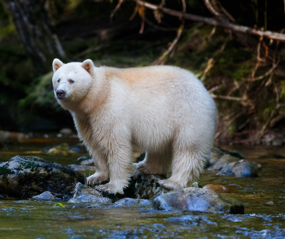 great bear rainforest initiative gulf island seaplanes